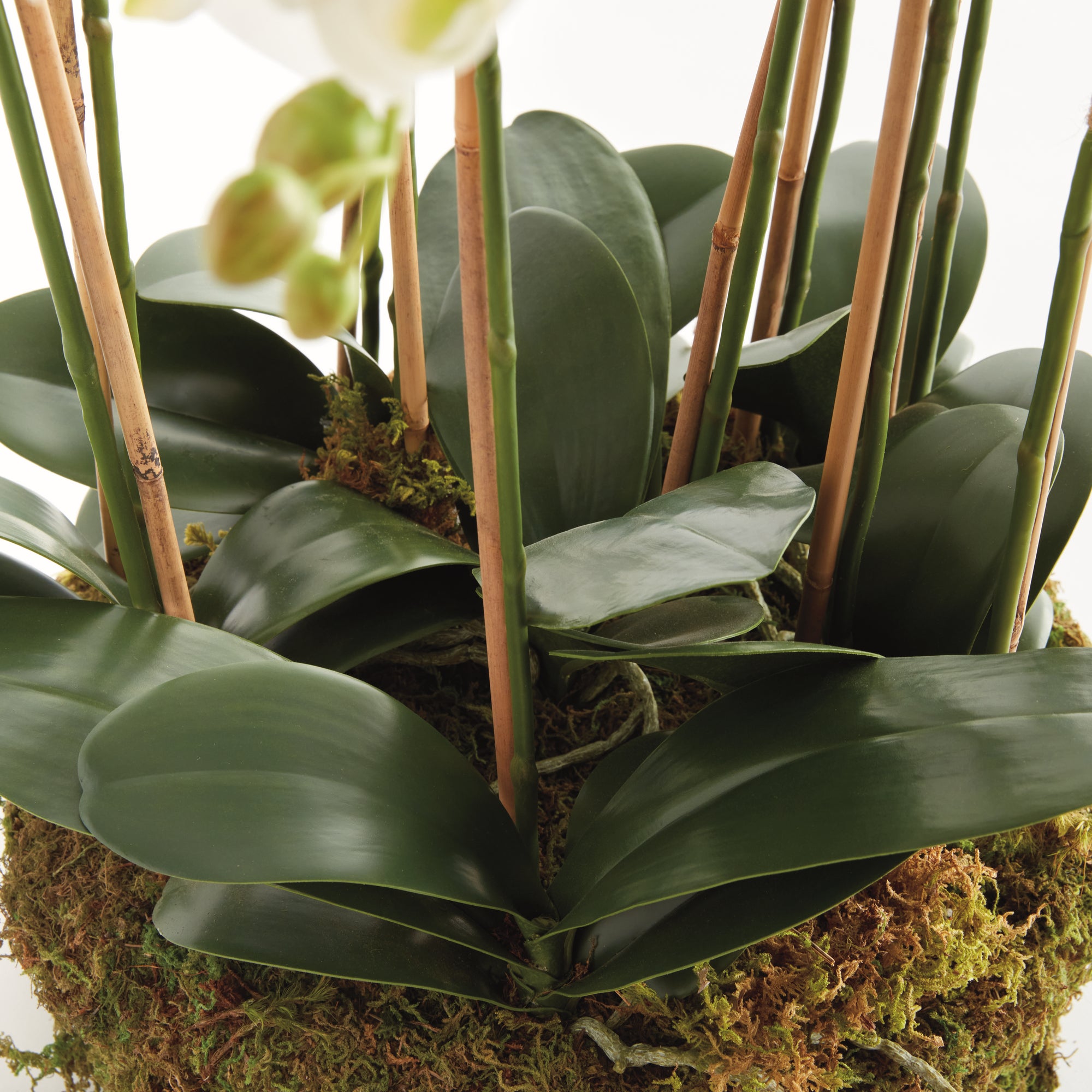 Phalaenopsis Orchid Bowl Drop-In 35" - View 2