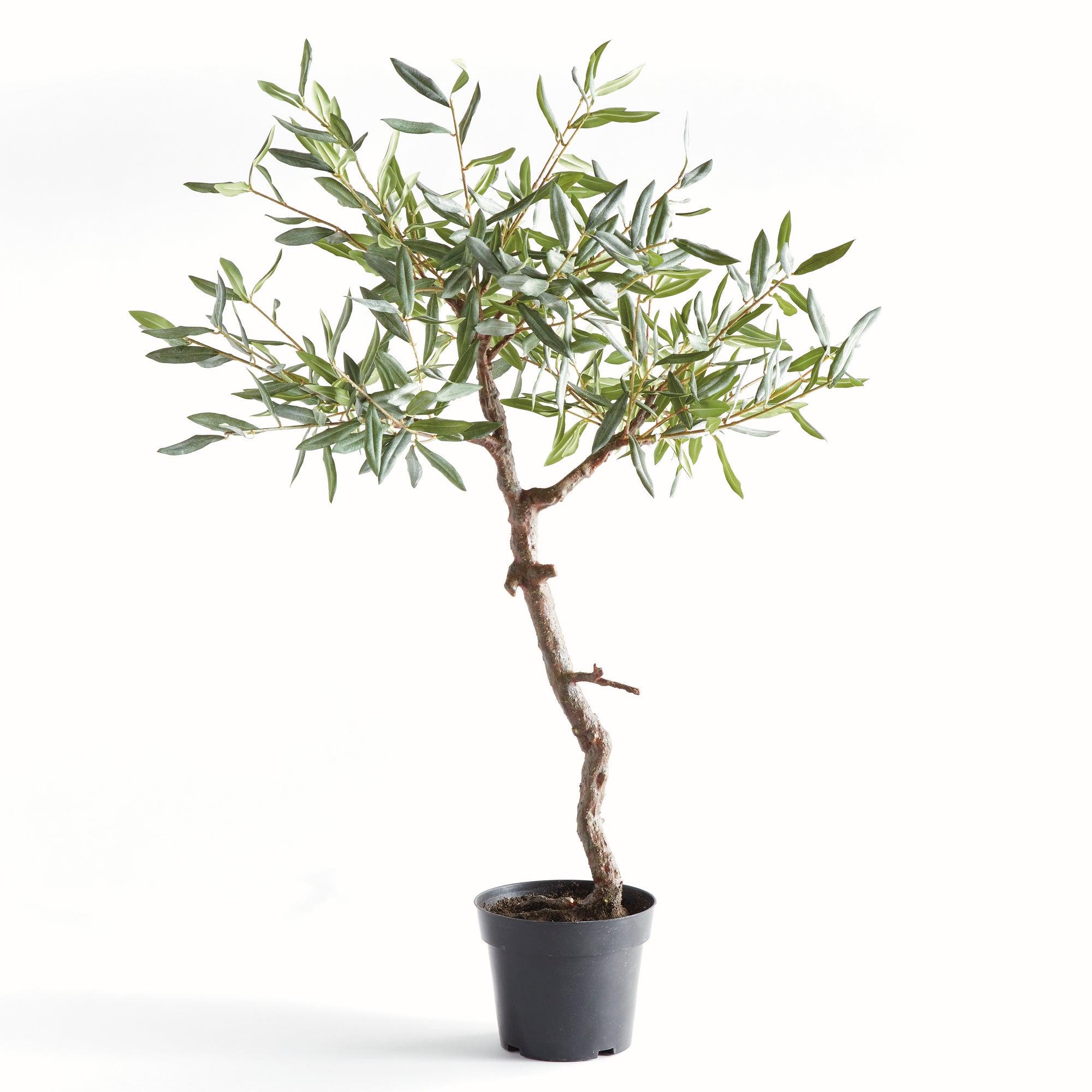 Olive Tree Drop-In 40" - View 2