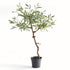 Olive Tree Drop-In 40" - View 2