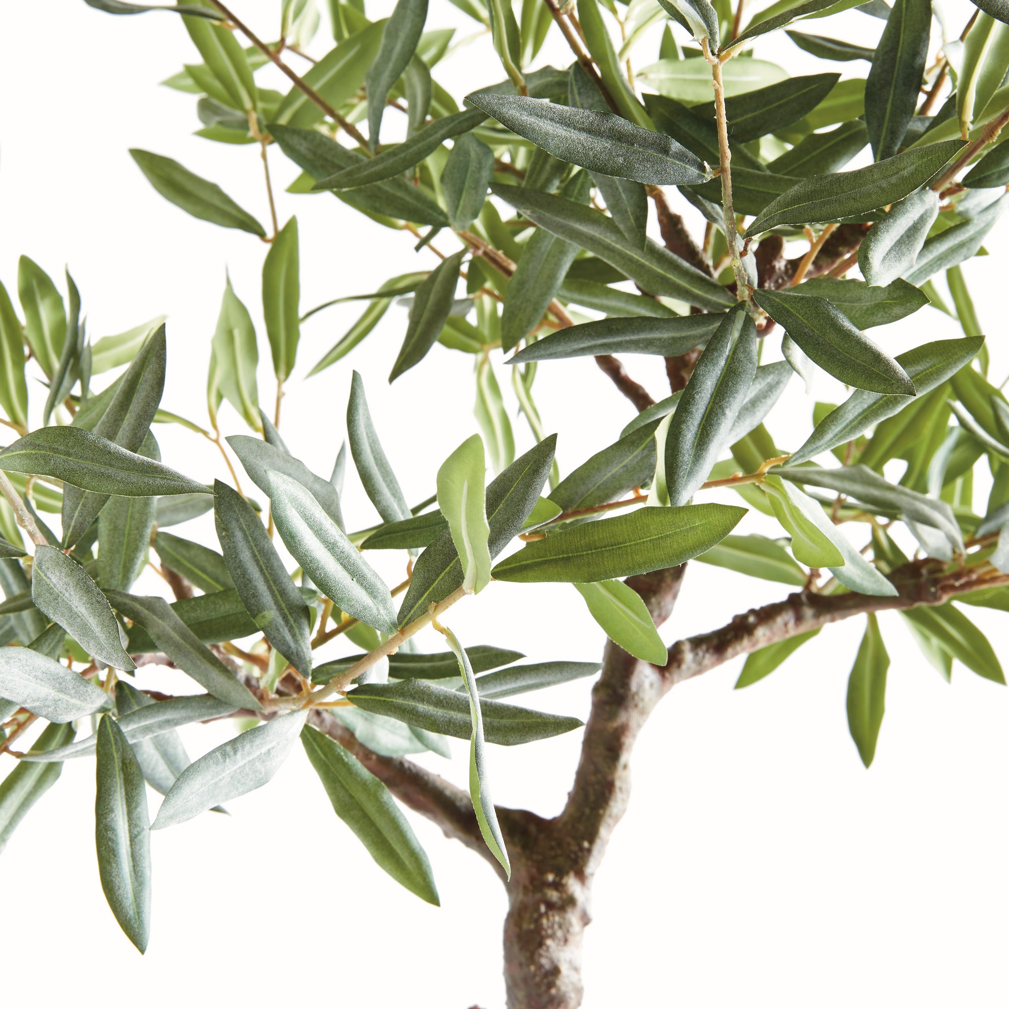Olive Tree Drop-In 40" - View 3