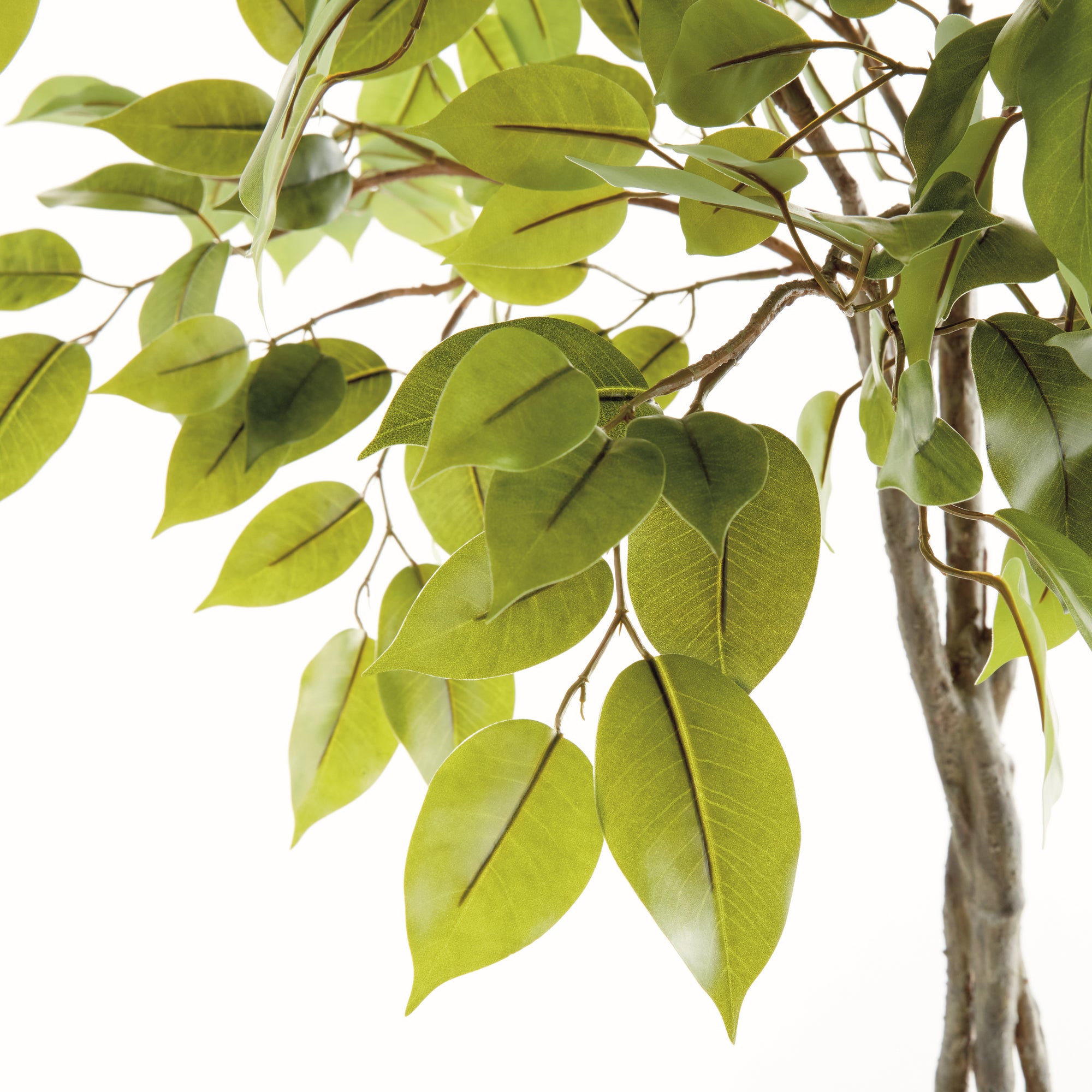 Ficus Tree Drop-In 51" - View 3