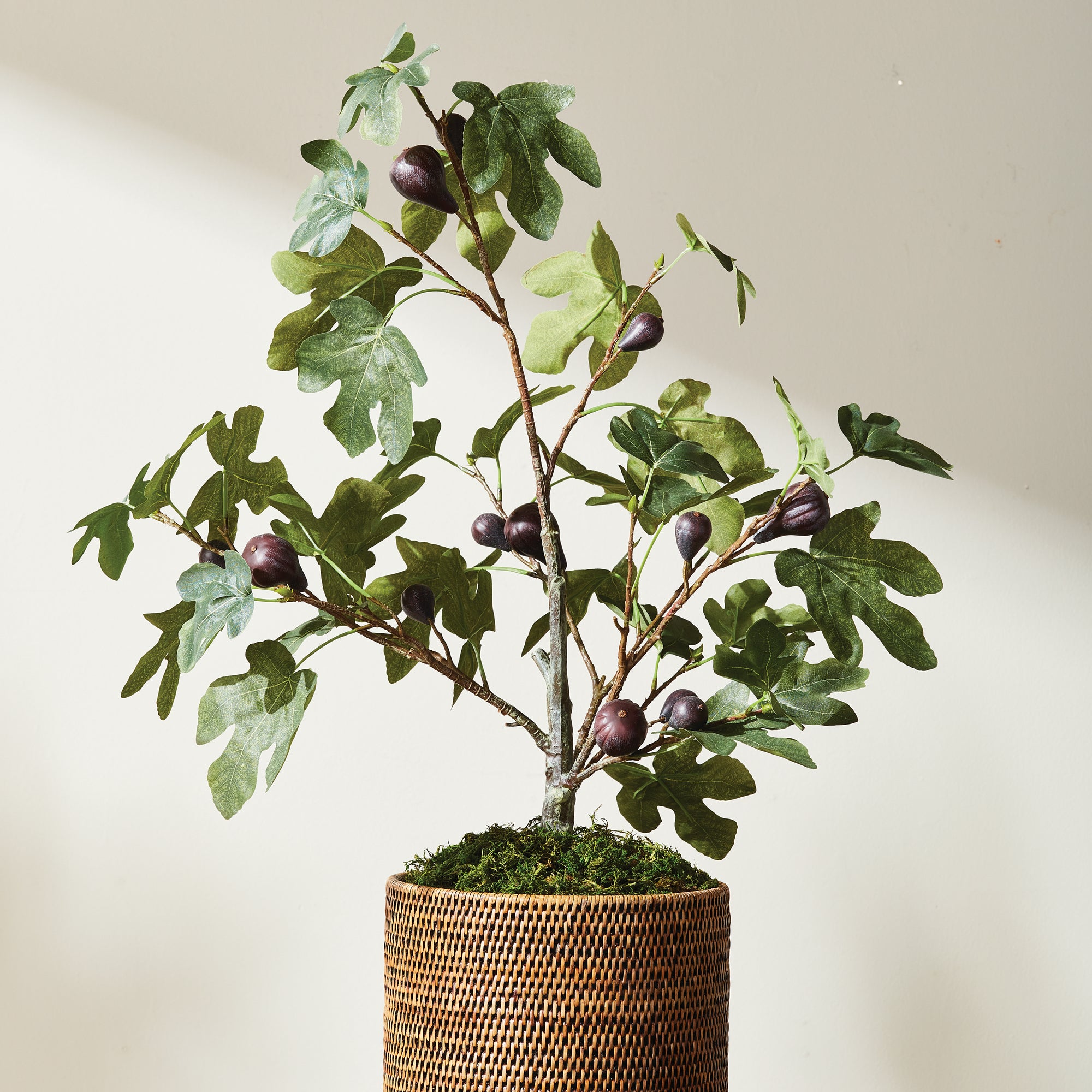 Fig Tree With Figs Potted Drop-In 34" - View 4