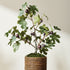 Fig Tree With Figs Potted Drop-In 34" - View 4
