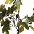 Fig Tree With Figs Potted Drop-In 34" - View 2