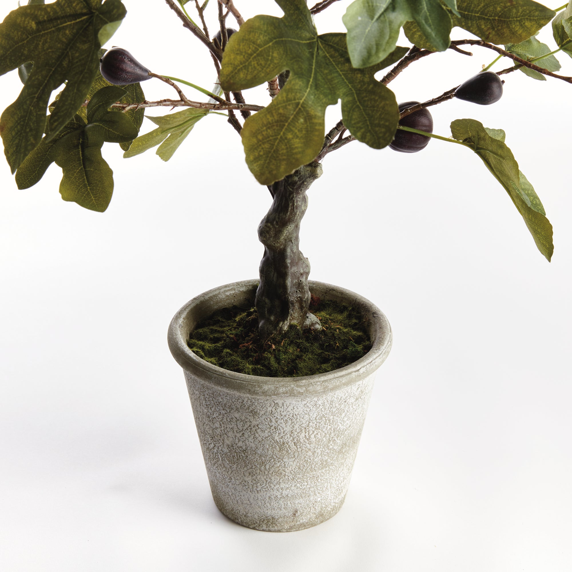 Fig Tree With Figs Potted Drop-In 34" - View 3