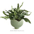 Marianna Pot - View 8