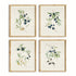 OLIVE STEMS STUDY, SET OF 4