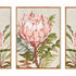 QUEEN PROTEA GICLEES, SET OF 3 - view 2
