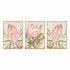 QUEEN PROTEA GICLEES, SET OF 3