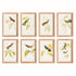 HUMMINGBIRDS IN BLOOMS STUDY, SET OF 8