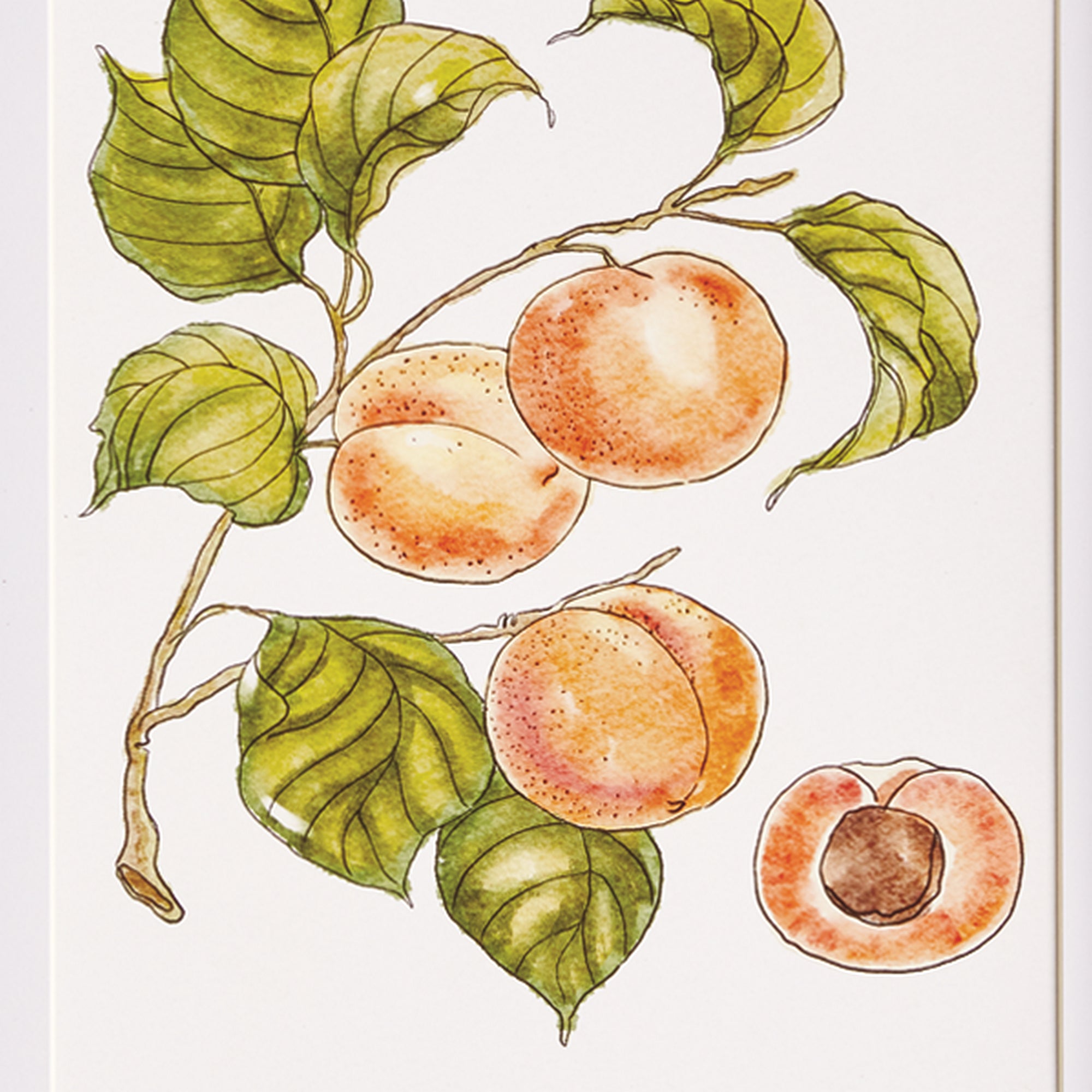 Autumnal Fruit Prints, Set Of 4 - View 2
