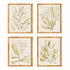 COASTAL GREENERY PRINTS, SET OF 4
