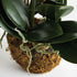 Phalaenopsis Orchid Drop-In 30" - View 4