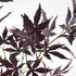 Maple Leaf Branches 41" St/2 - View 3
