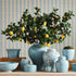 FAUX LEMON STEMS 31", SET OF 4 - view 4