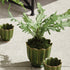 Birds Nest Fern Drop-In 9 - View 3