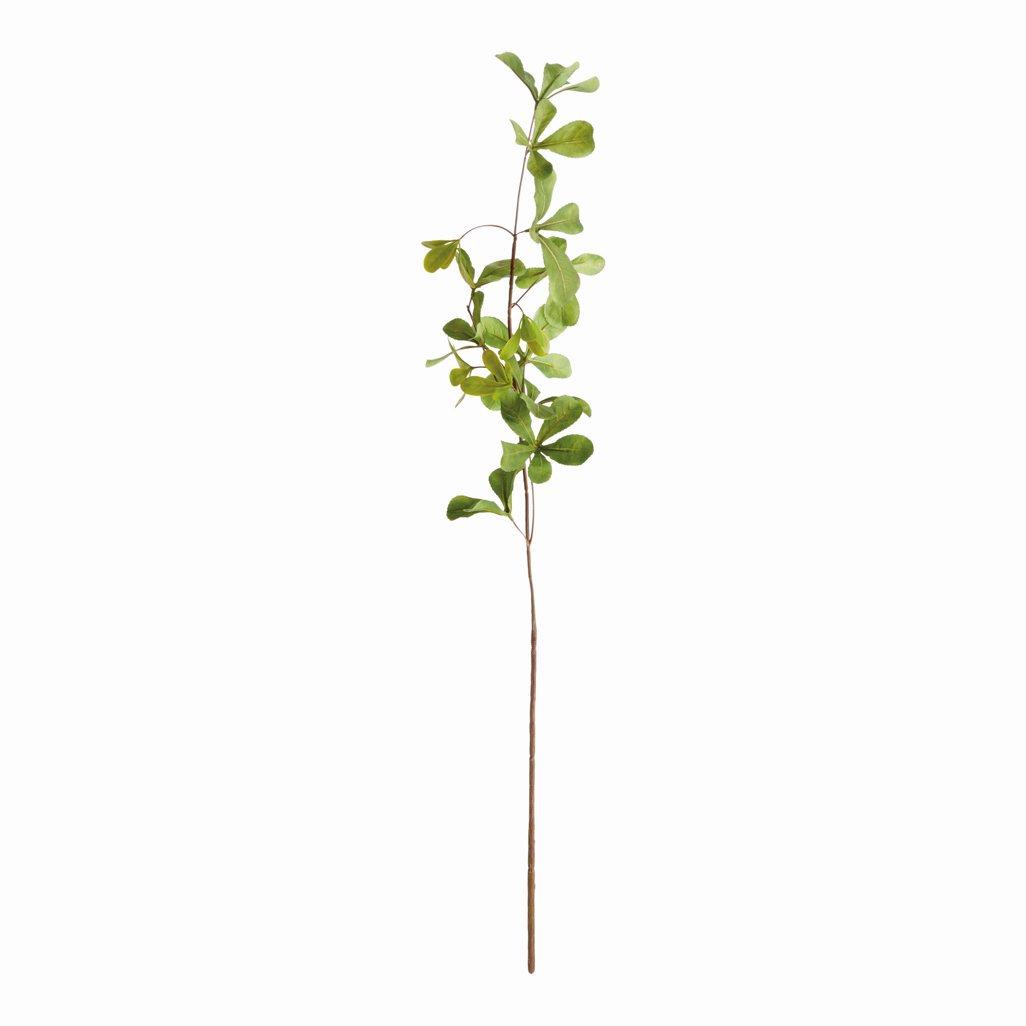 Shady Lady Black Olive Stems 28", Set Of 4