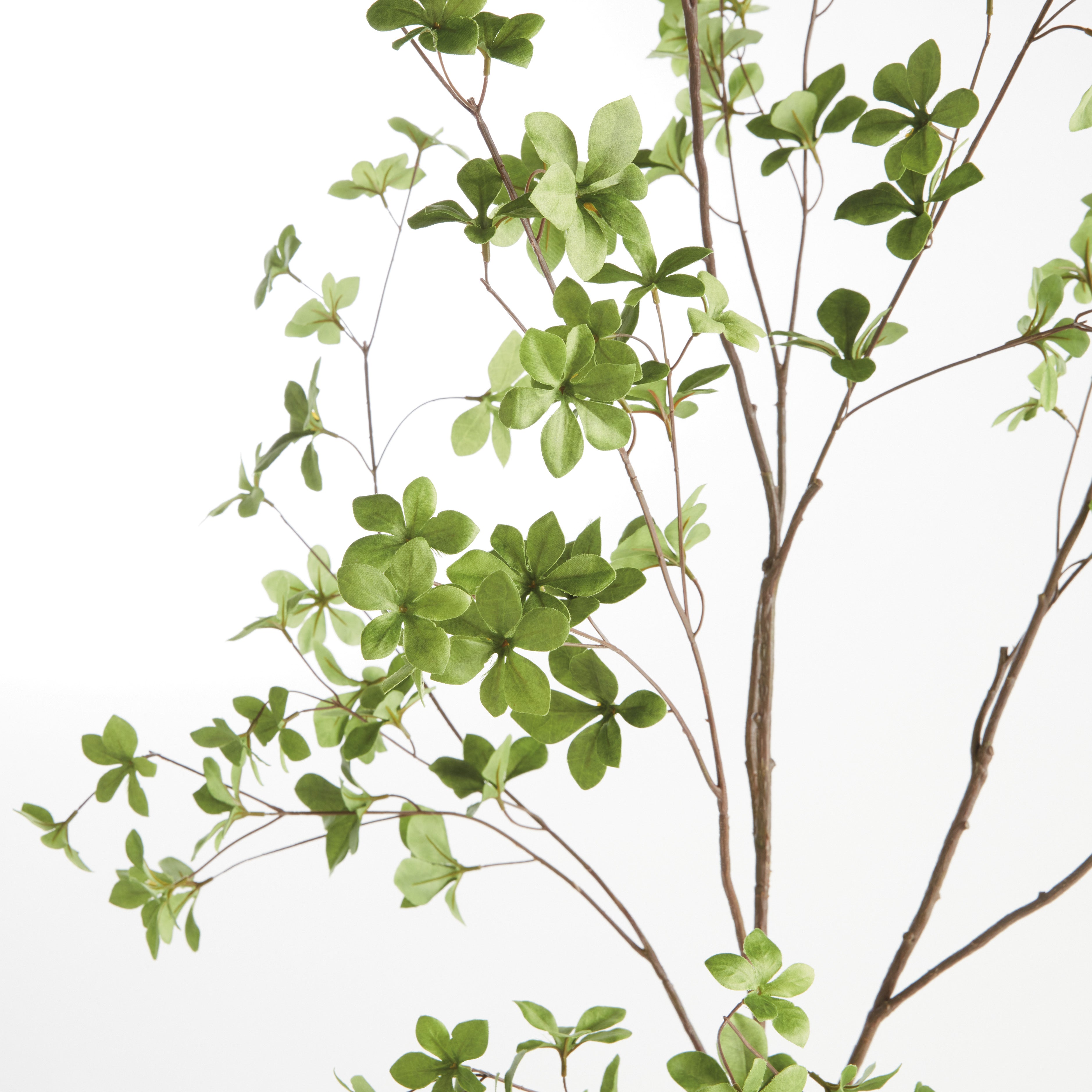 Shady Lady Black Olive Branches 56", Set Of 2 - View 2