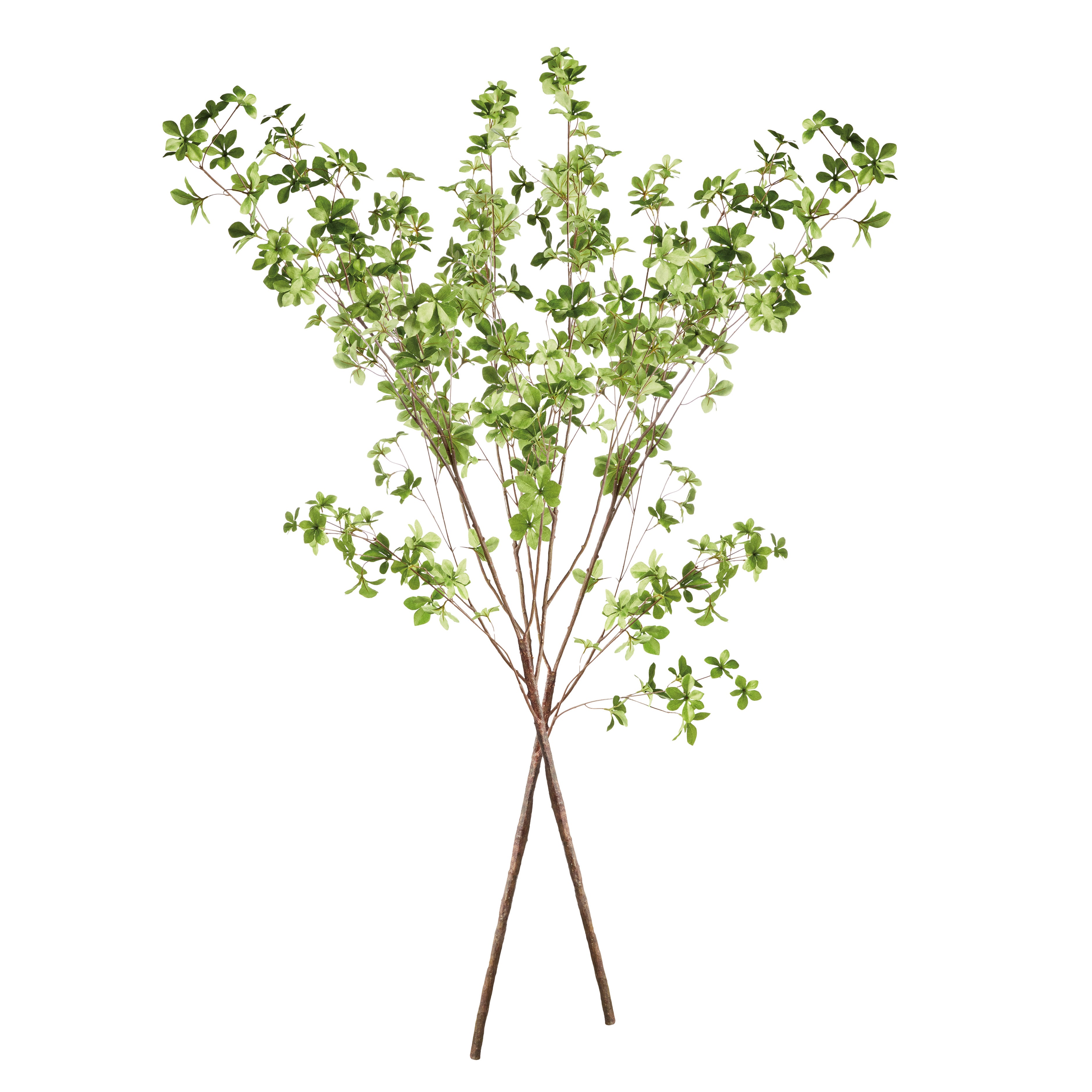 Shady Lady Black Olive Branches 56", Set Of 2 - View 5