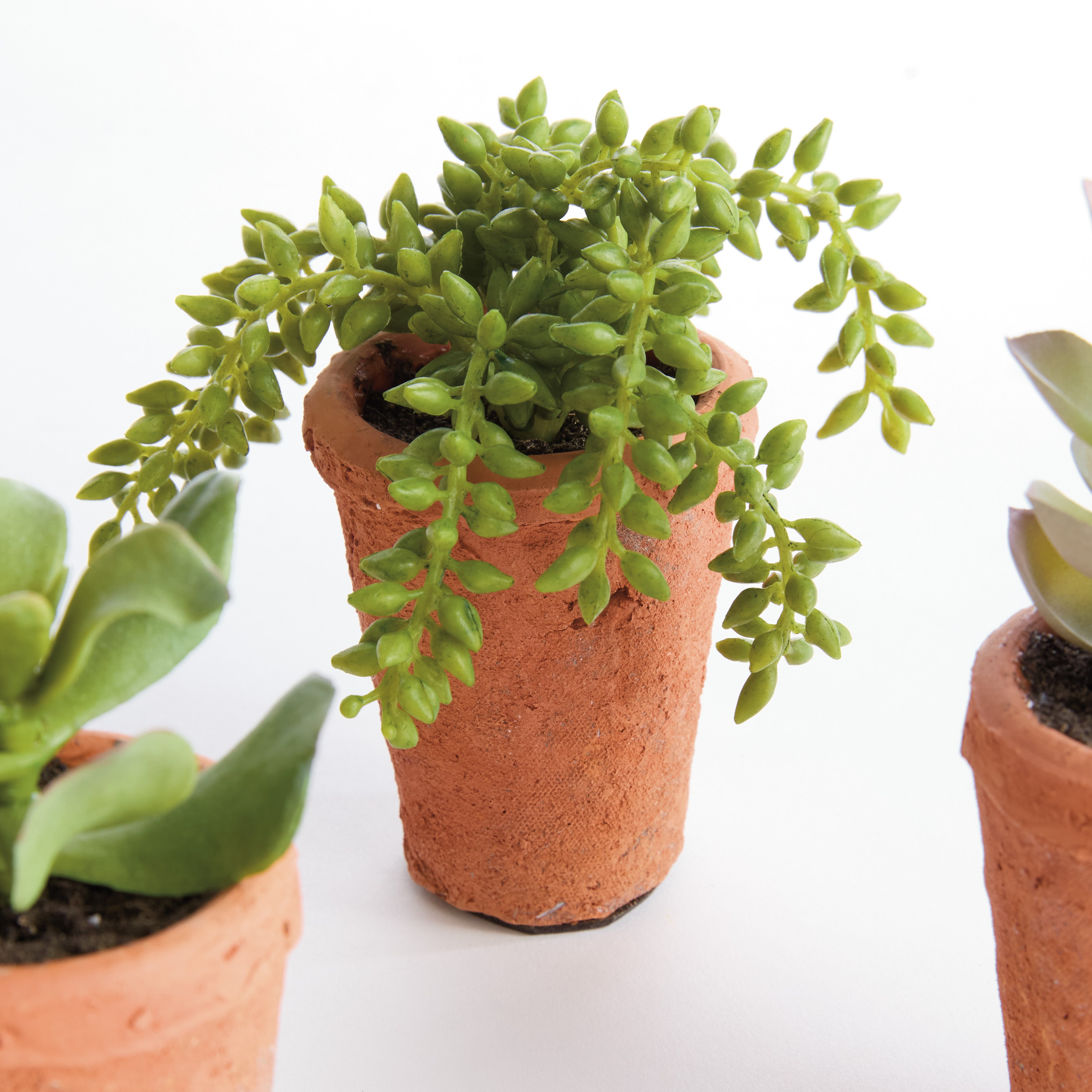 Potted Succulents 8.5", Set Of 6 - View 4