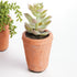 Potted Succulents 8.5", Set Of 6 - View 5