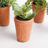 Potted Succulents 8.5", Set Of 6 - View 6