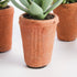 Potted Succulents 8.5", Set Of 6 - View 9