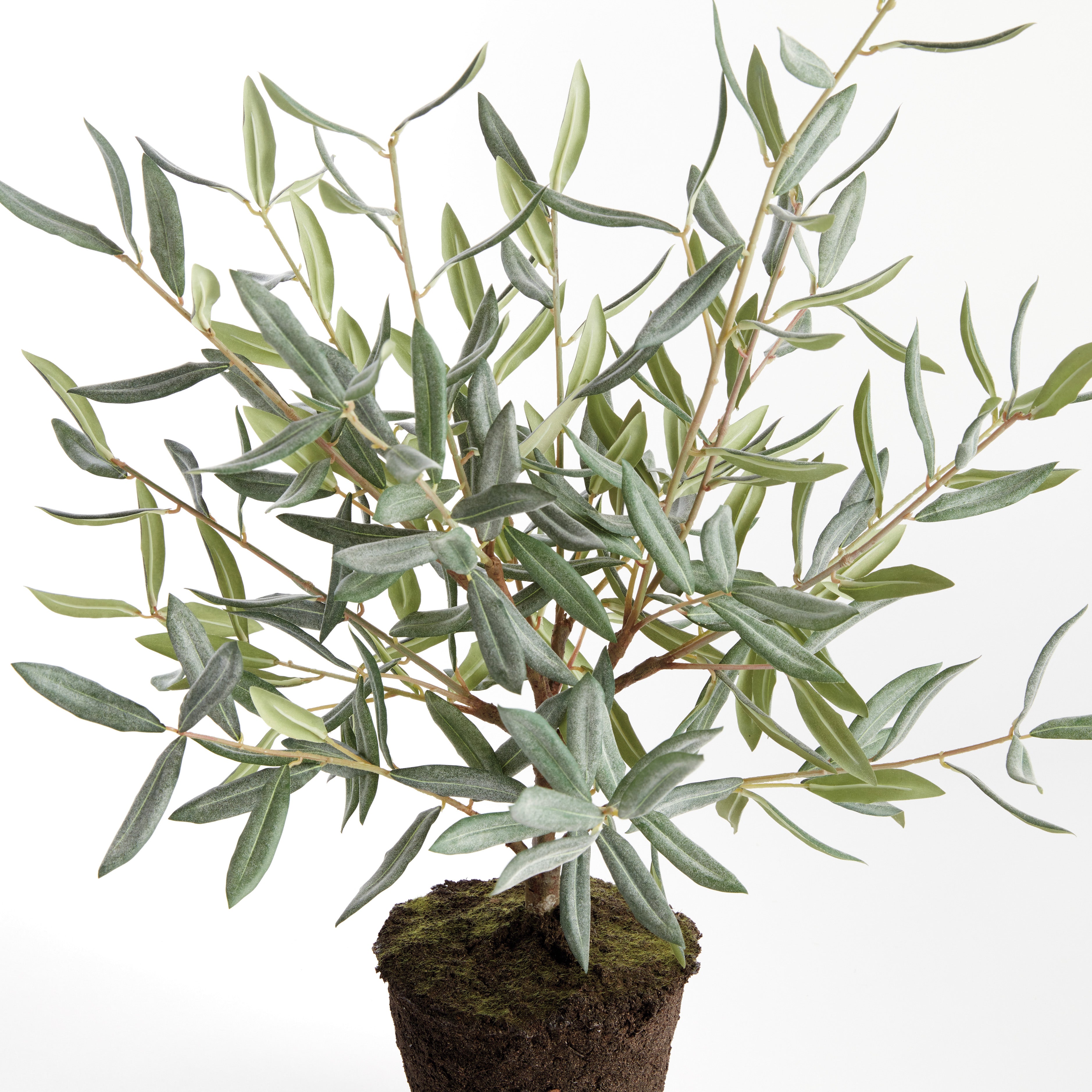 Olive Tree Drop-In 26" - View 2