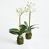 Phalaenopsis Orchid Drop-In 15" St/2 - View 2