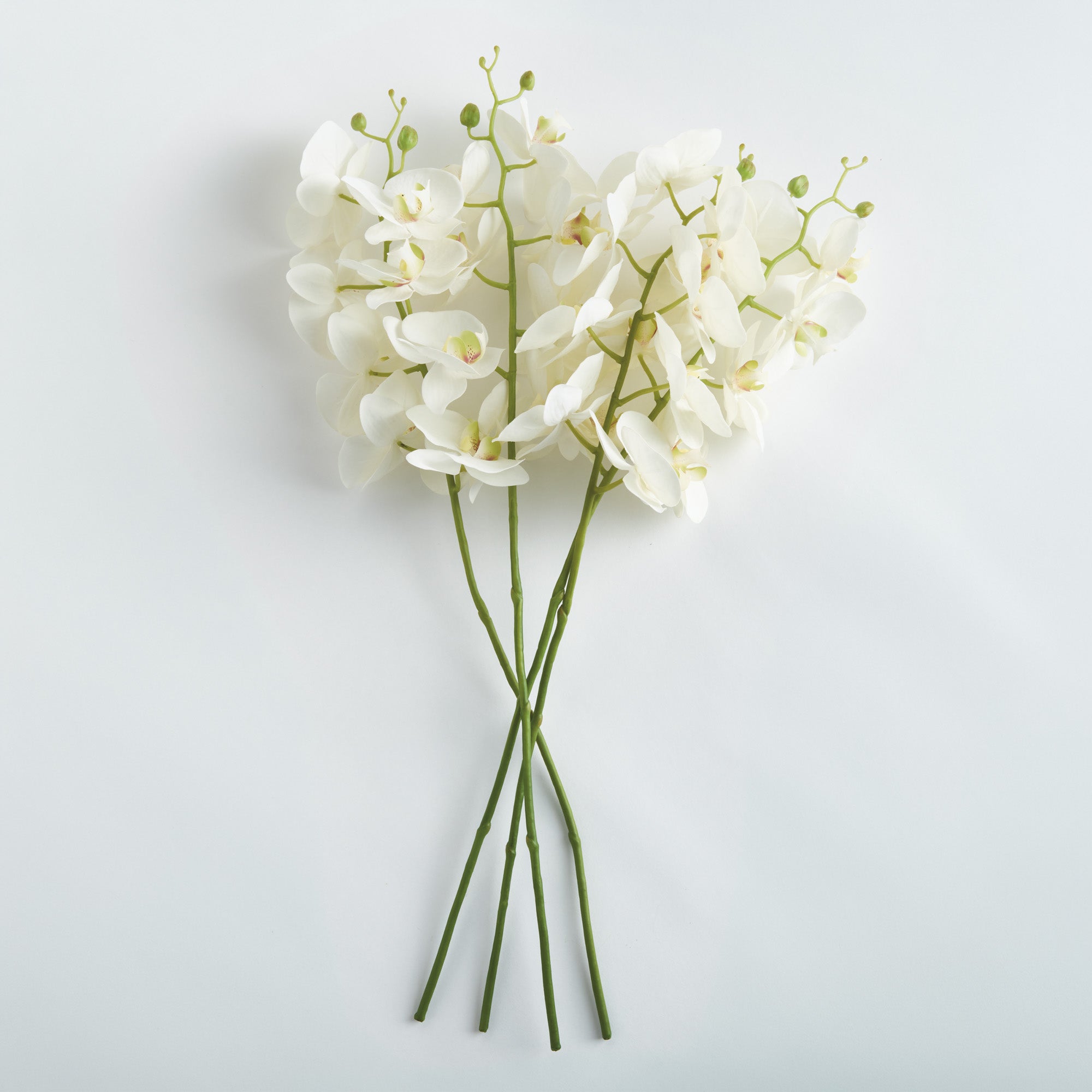 Phalaenopsis Orchid Stems 28" St/4 - View 2