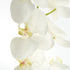Phalaenopsis Orchid Stems 28" St/4 - View 3