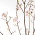 Pink Quince Blossom Branches 54", Set Of 2 - View 2
