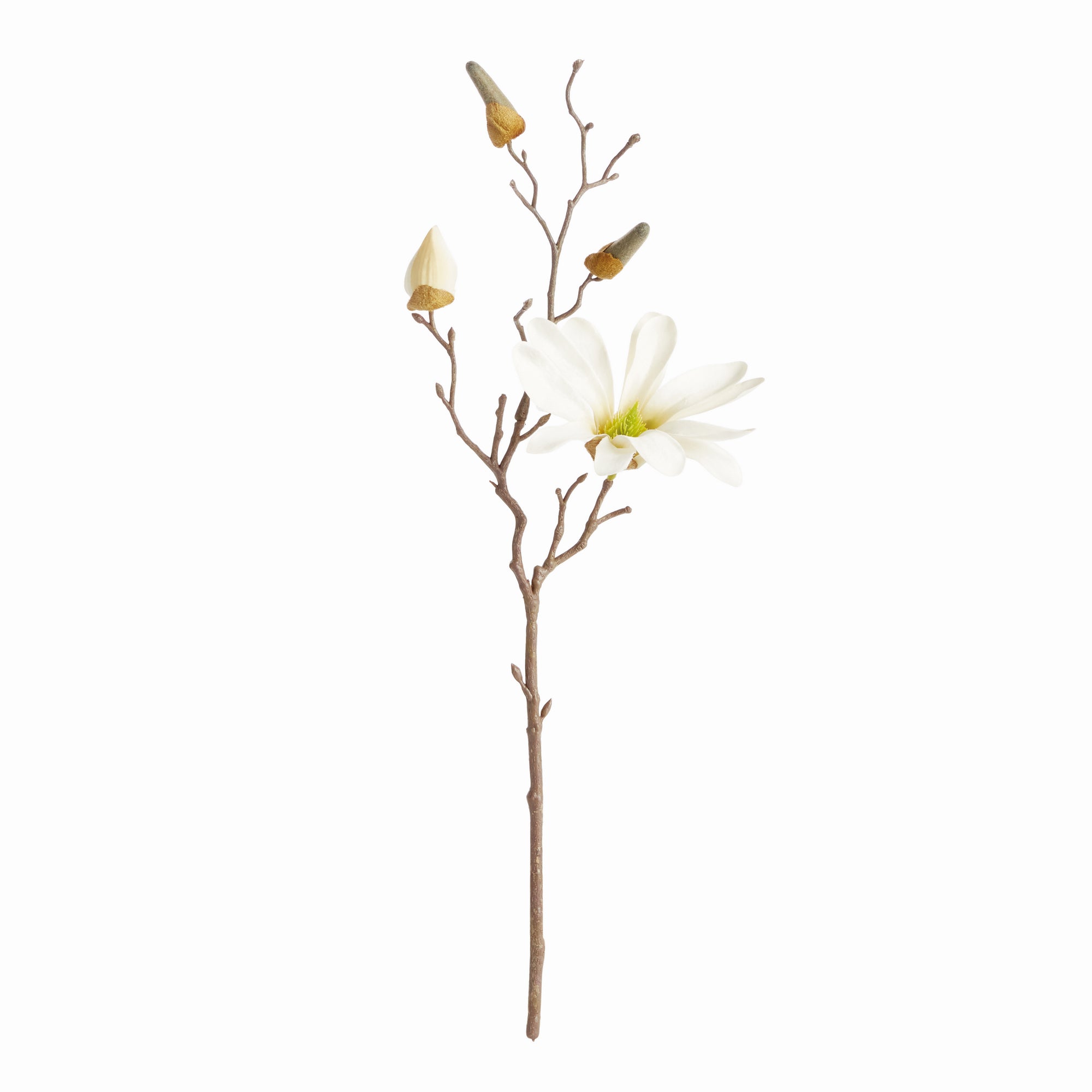 Star Magnolia Stems 18", Set Of 6