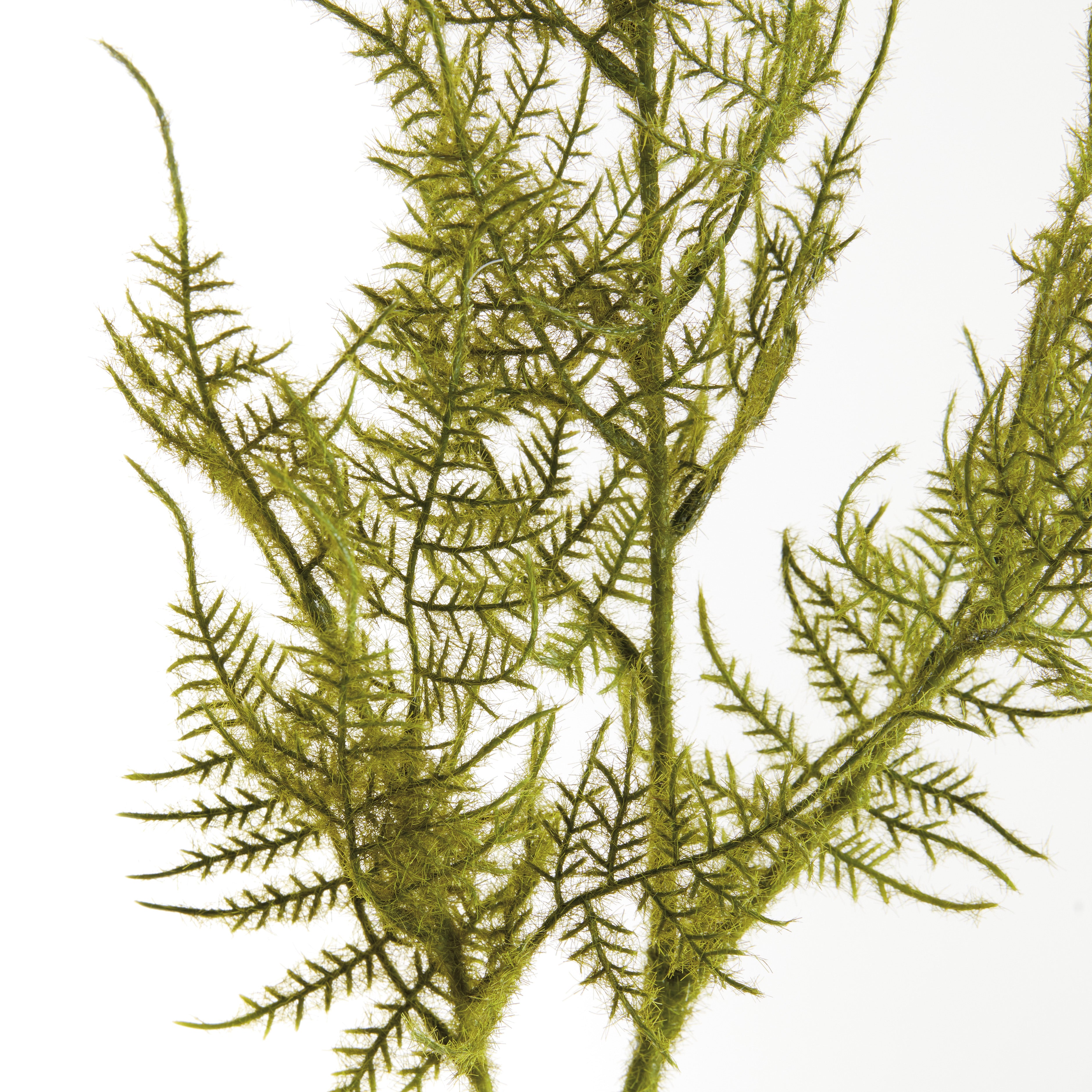 PLUMOSA STEMS, SET OF 6 - view 2