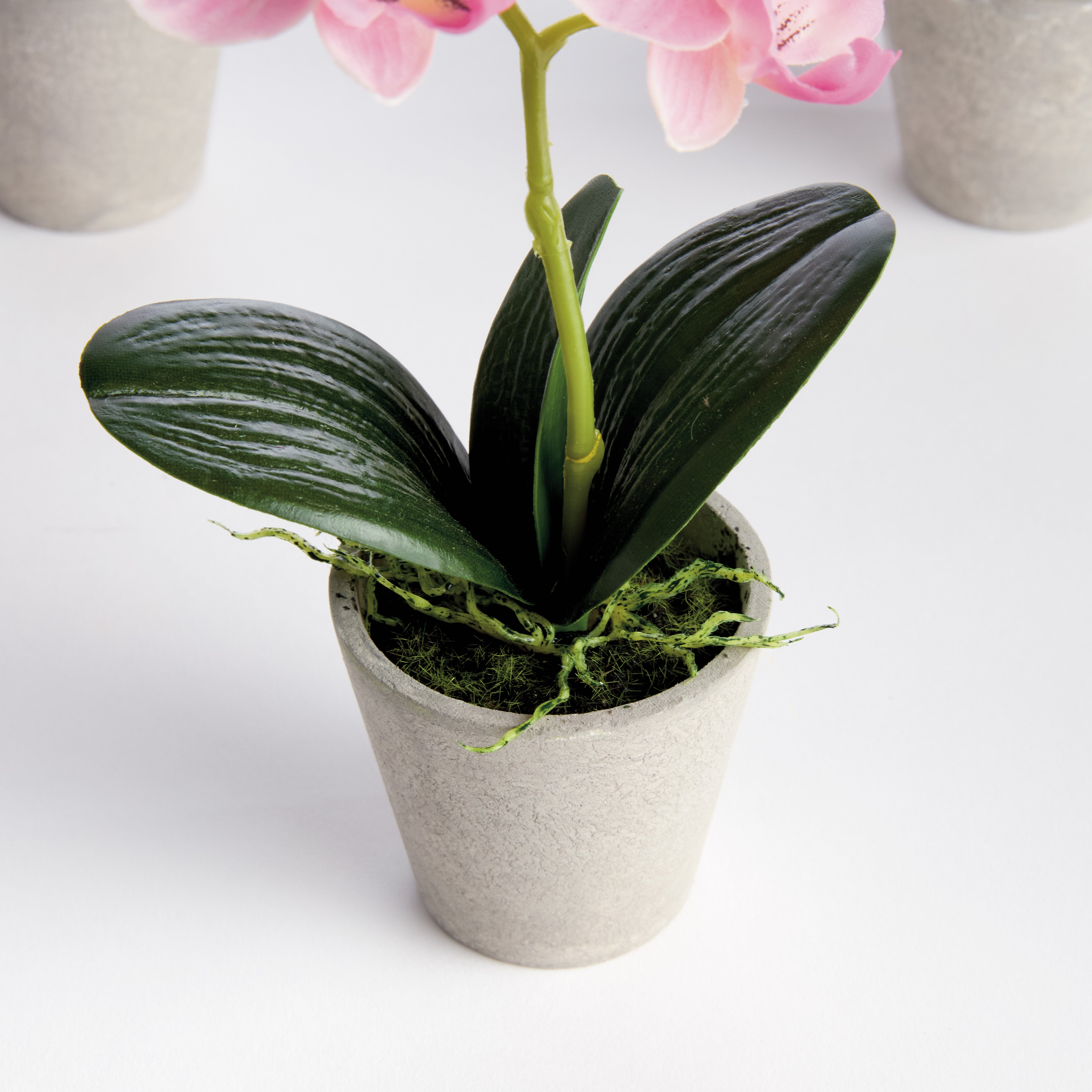 Mini Phalaenopsis Orchids Potted 9", Set Of 4 - View 2