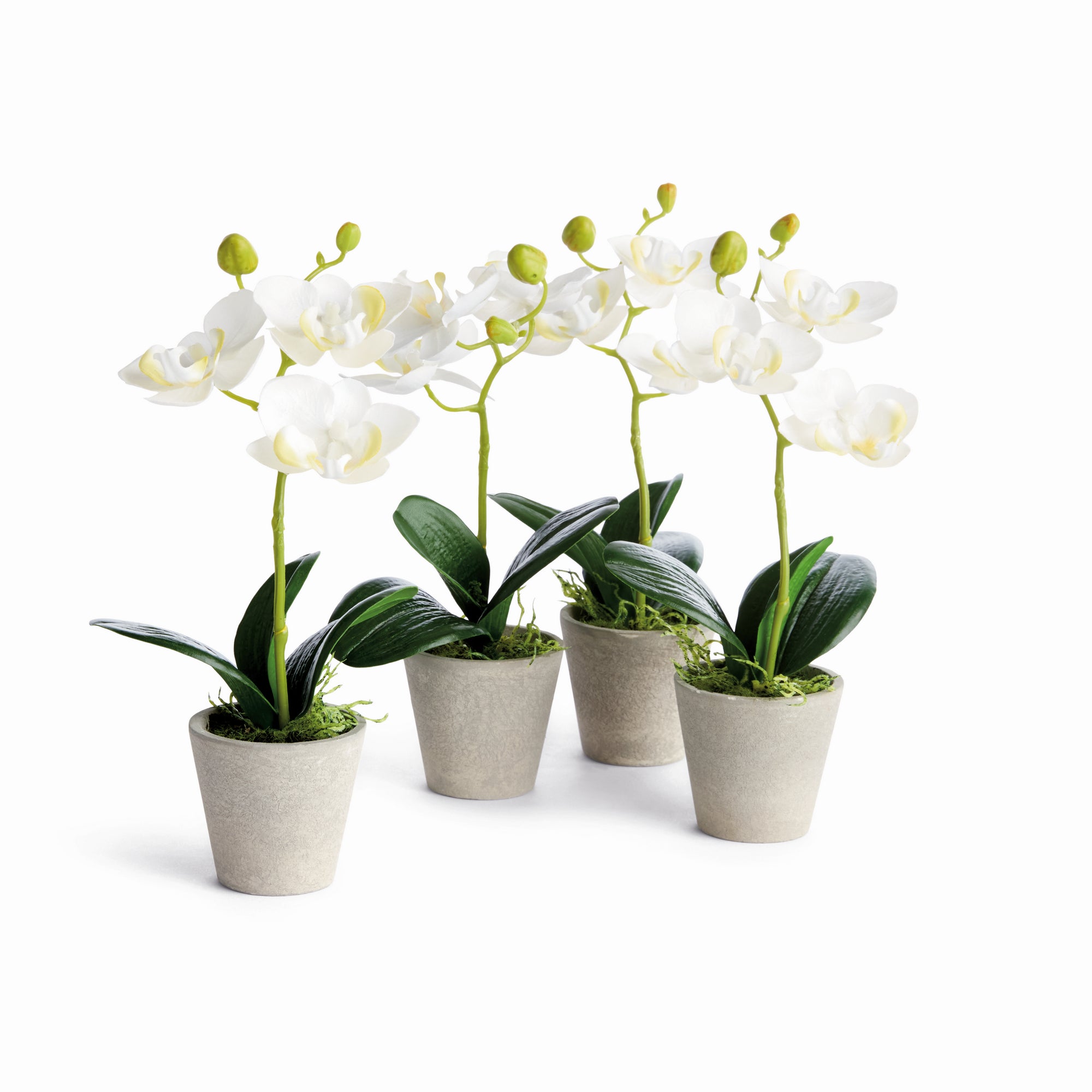 Mini Phalaenopsis Orchids Potted 9", Set Of 4