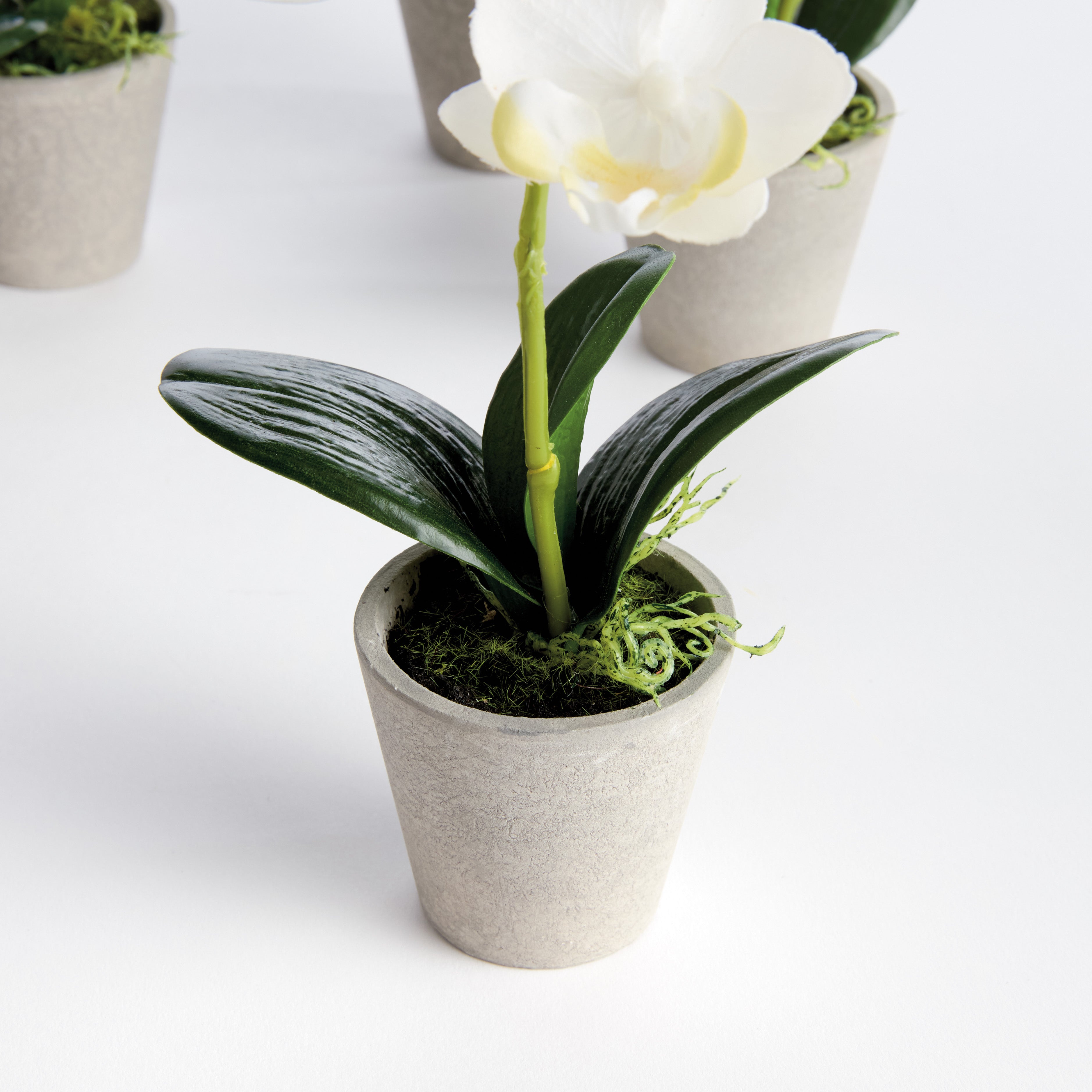 Mini Phalaenopsis Orchids Potted 9", Set Of 4 - View 2
