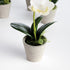 Mini Phalaenopsis Orchids Potted 9", Set Of 4 - View 2