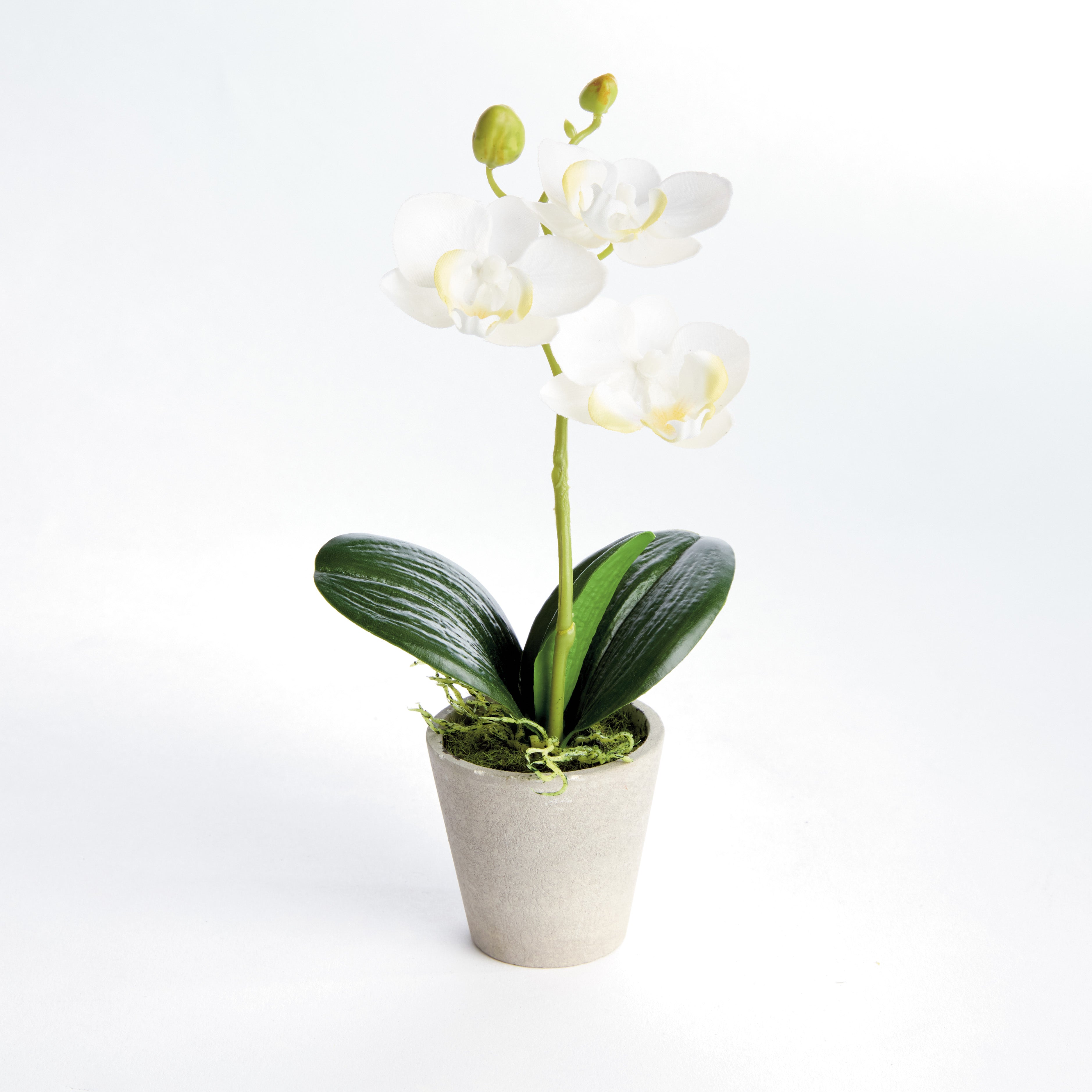 Mini Phalaenopsis Orchids Potted 9", Set Of 4 - View 3