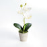 Mini Phalaenopsis Orchids Potted 9", Set Of 4 - View 3