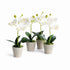 Mini Phalaenopsis Orchids Potted 9", Set Of 4