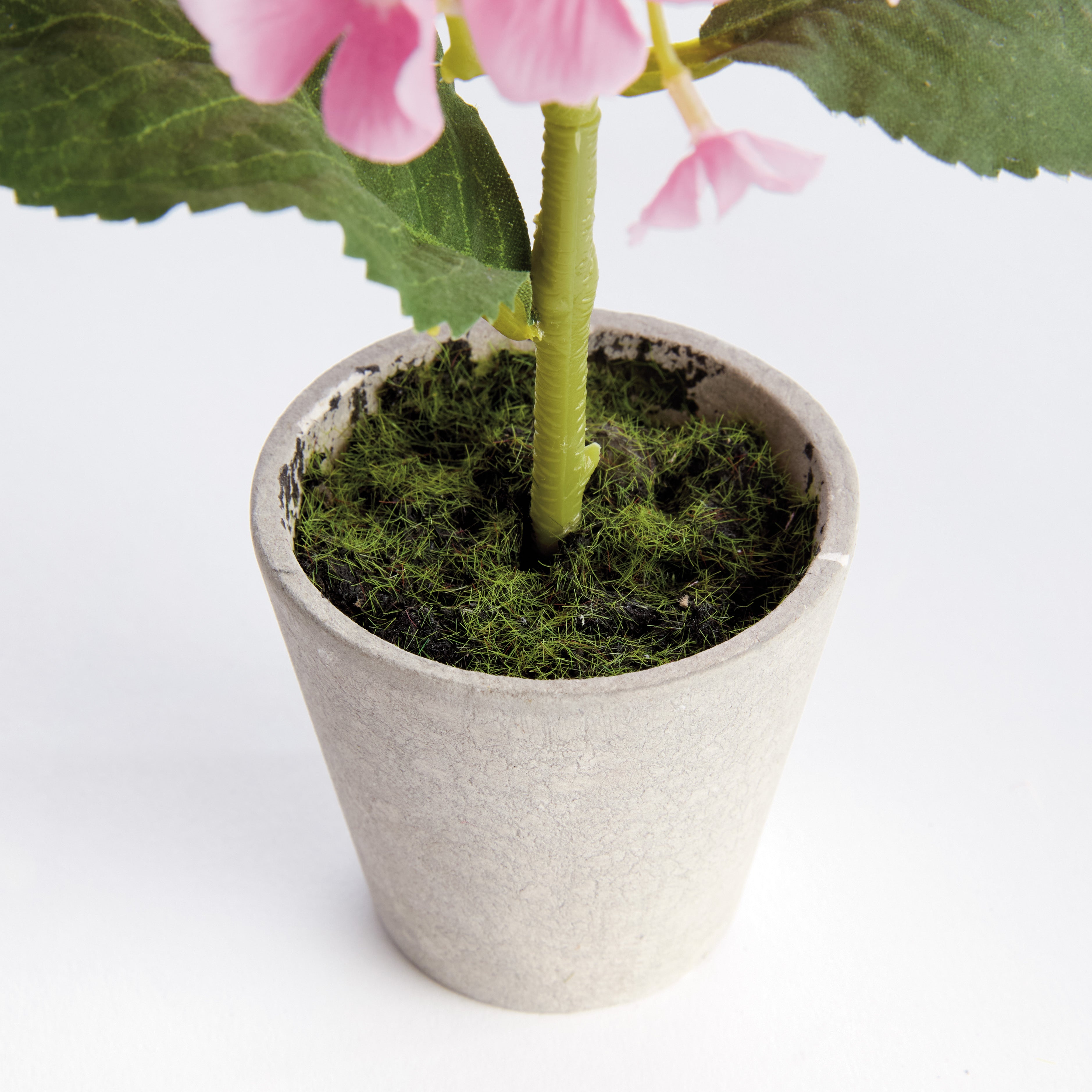 Mini Hydrangea Potted 8", Set Of 4 - View 2