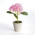 Mini Hydrangea Potted 8", Set Of 4 - View 3