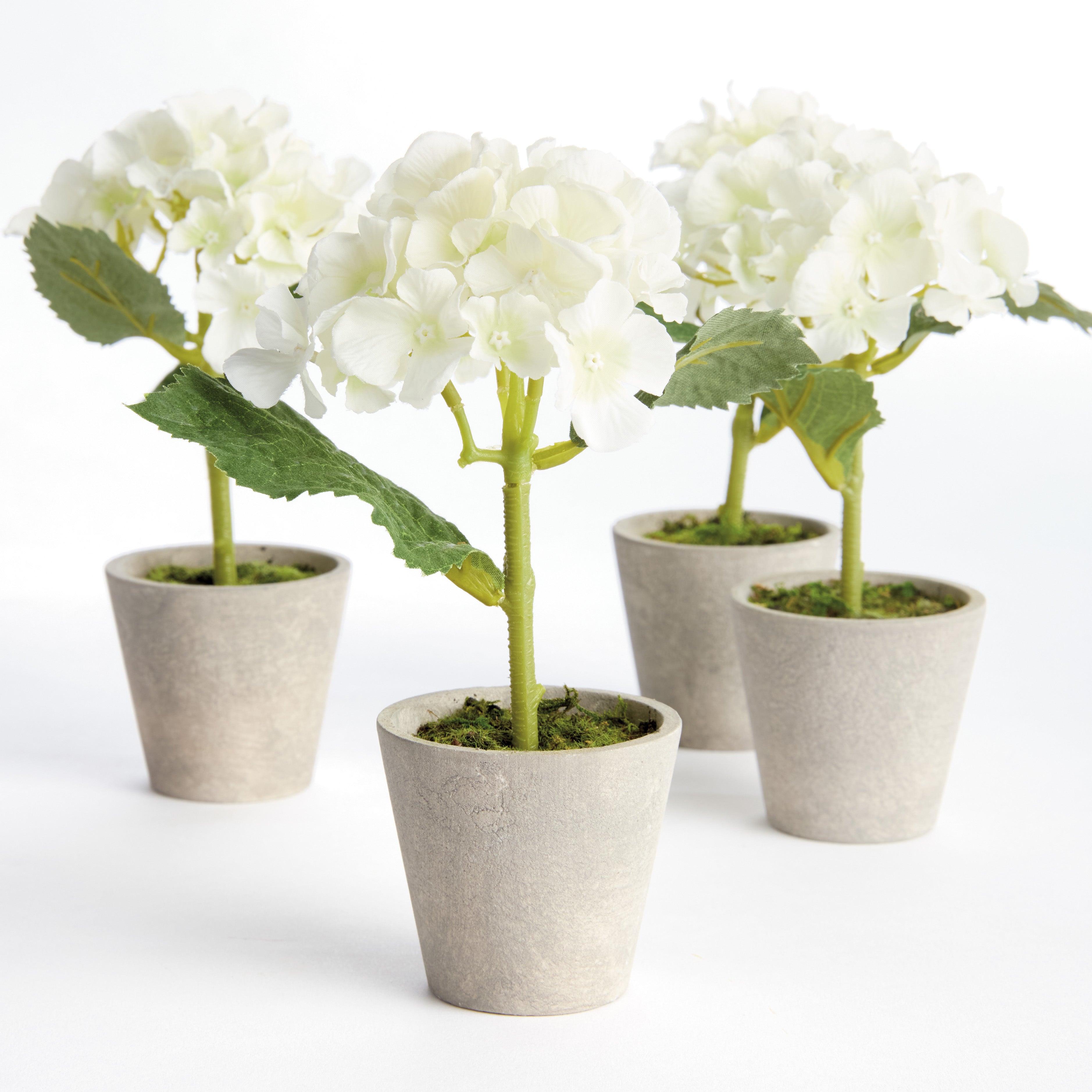 Mini Hydrangea Potted 8", Set Of 4 - View 2