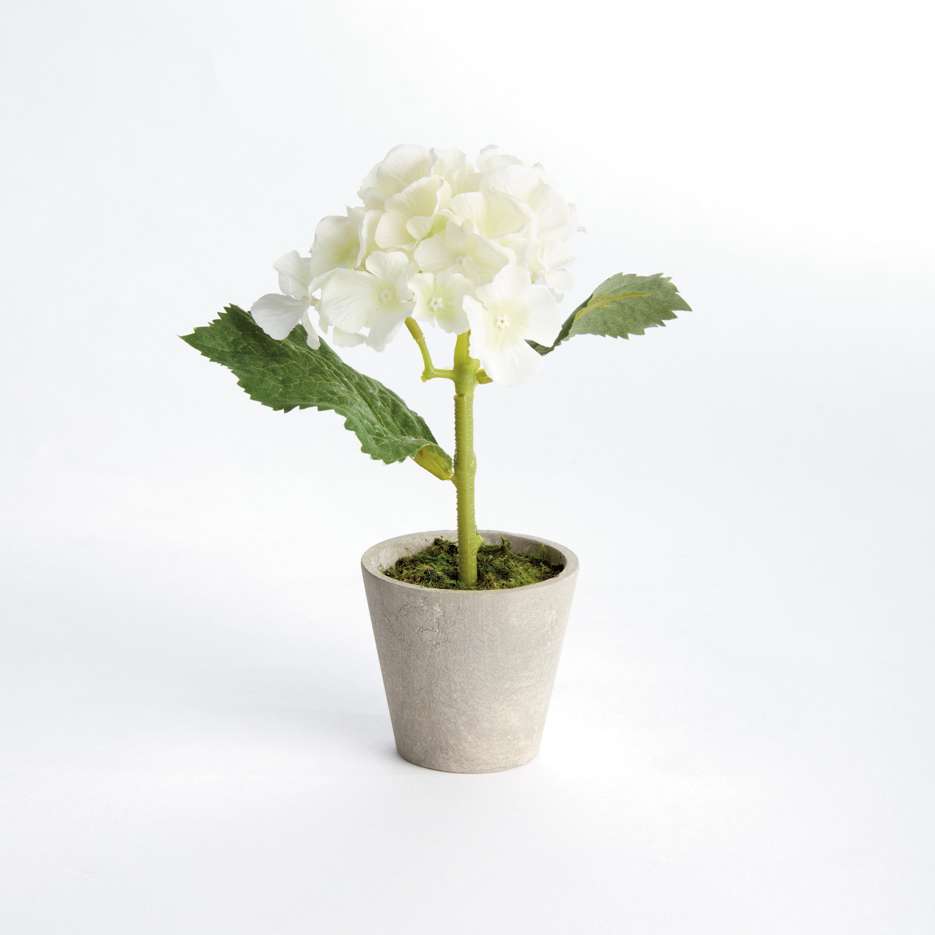 Mini Hydrangea Potted 8", Set Of 4 - View 4