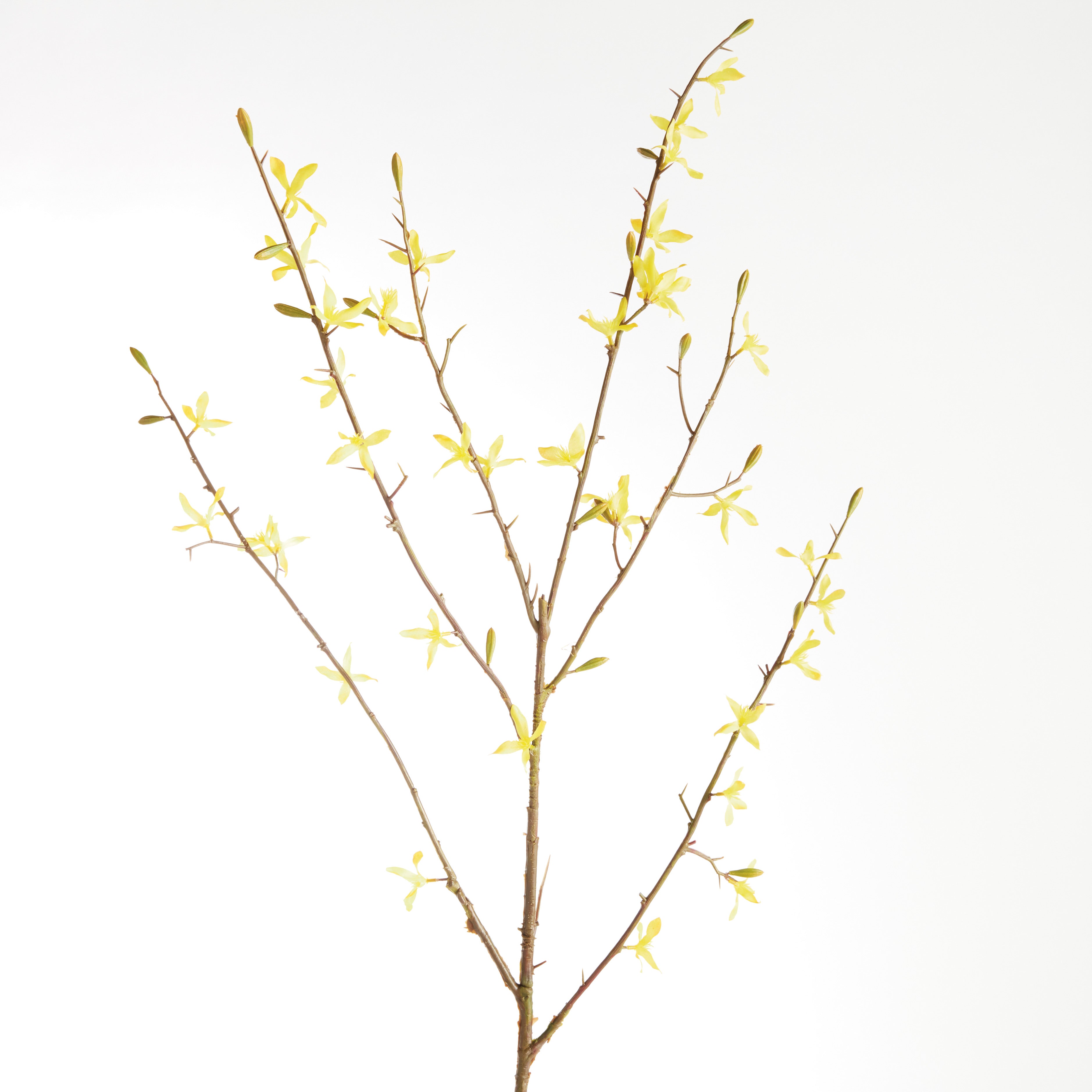 FORSYTHIA STEMS 47", SET OF 6 - view 2