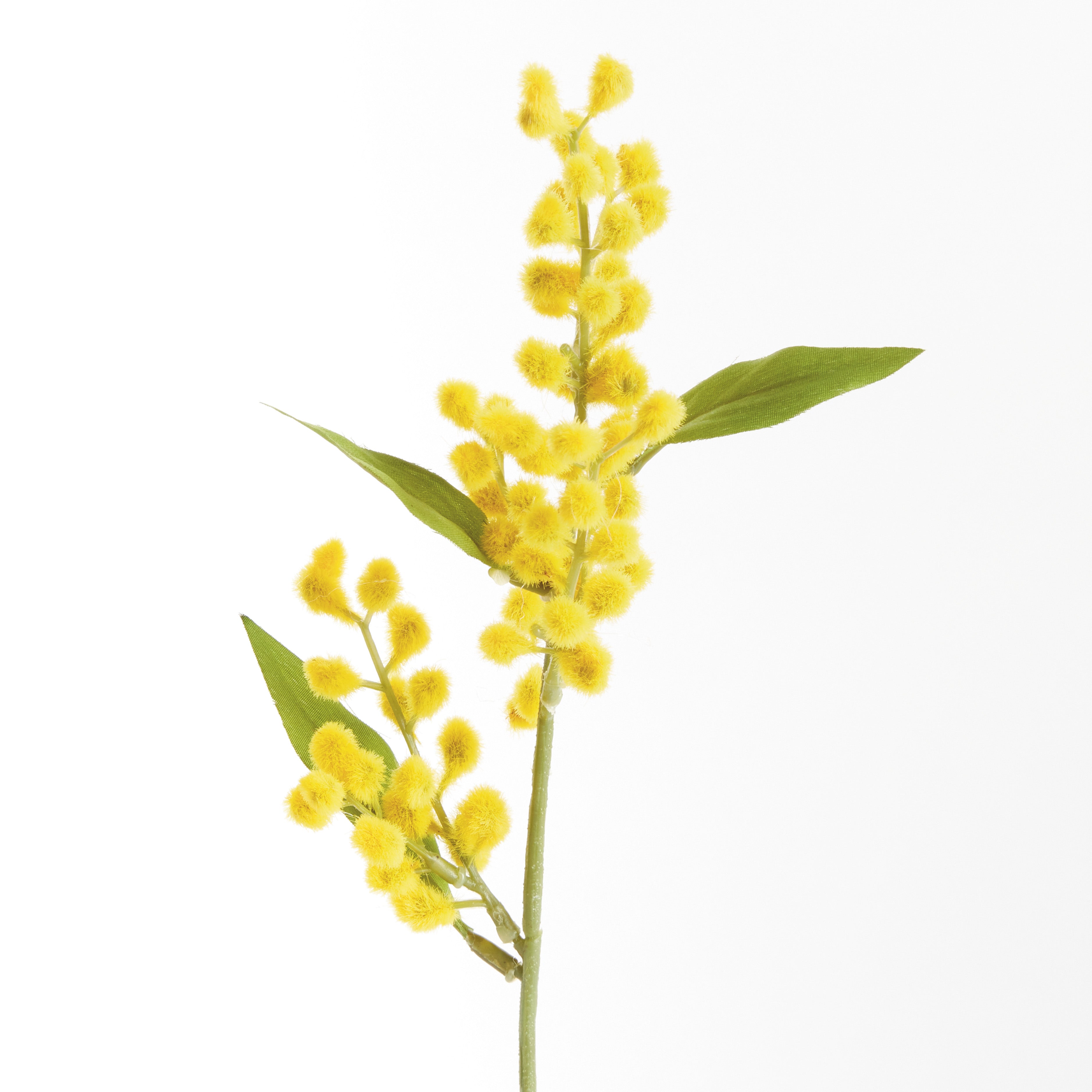 MIMOSA CUTTINGS 11", SET OF 12 - view 2