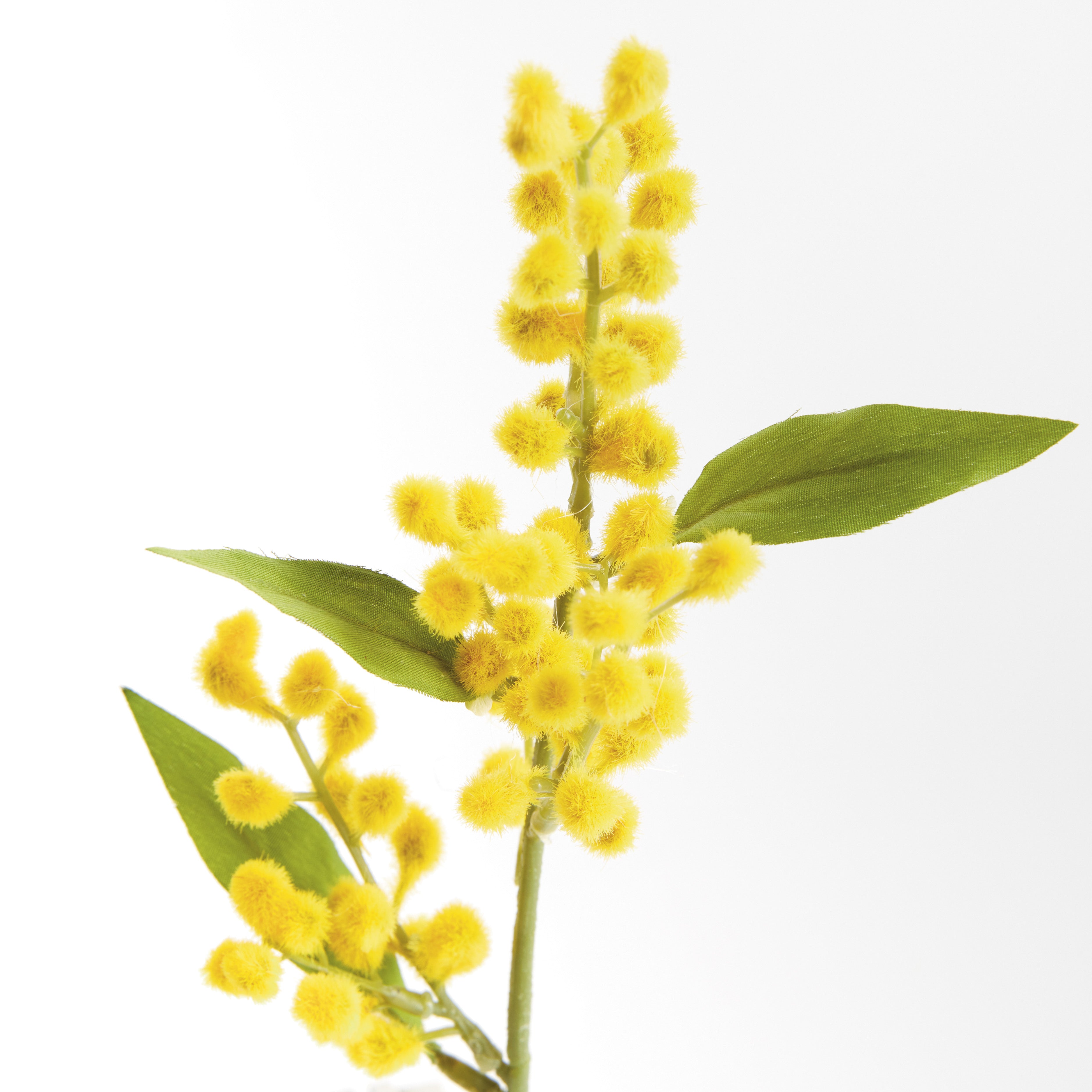 Mimosa Cuttings 11", Set Of 12 - View 3