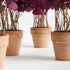 Mini Oxalis Potted Drop-In 7" St/4 - View 4