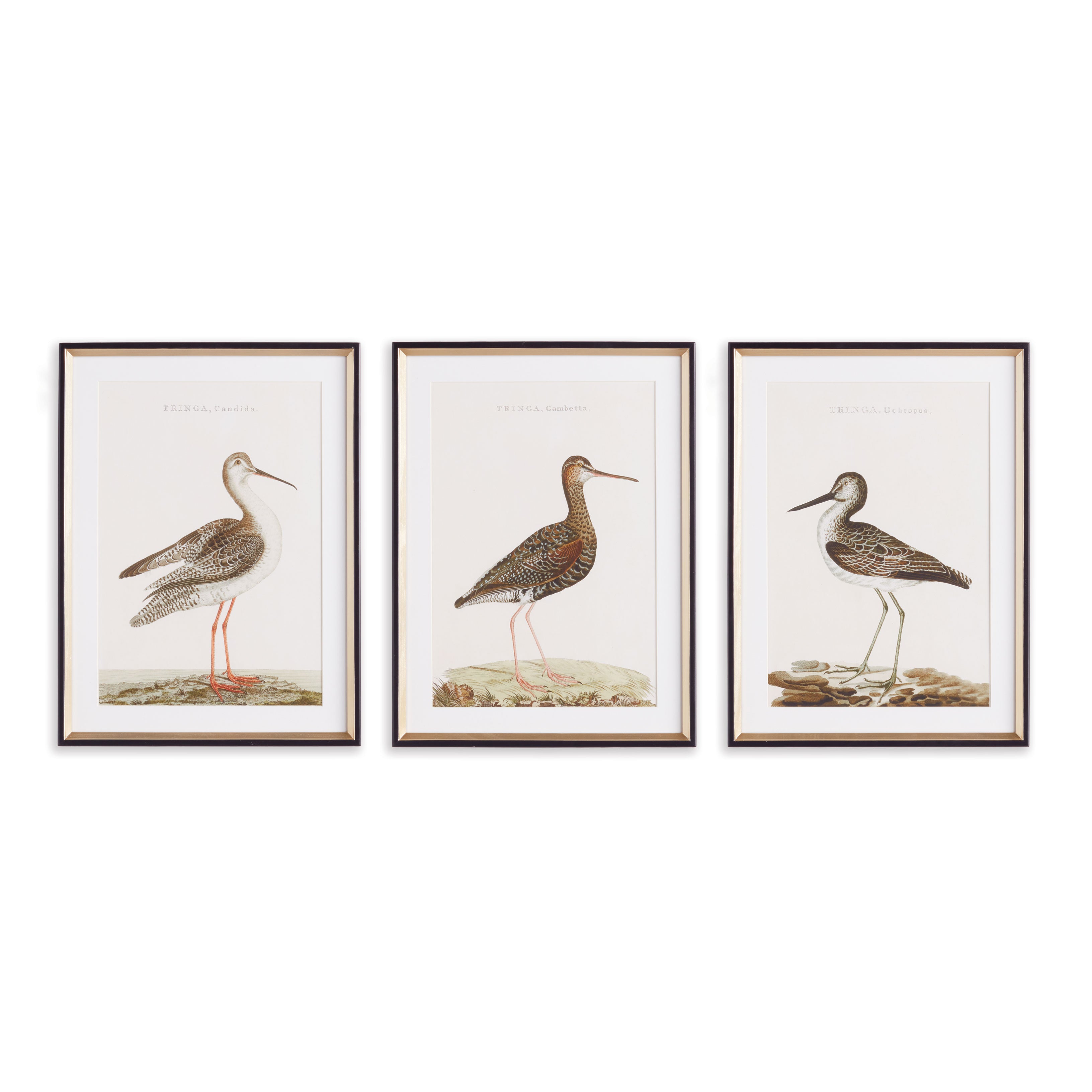 Wandering Birds Study, Set Of 3